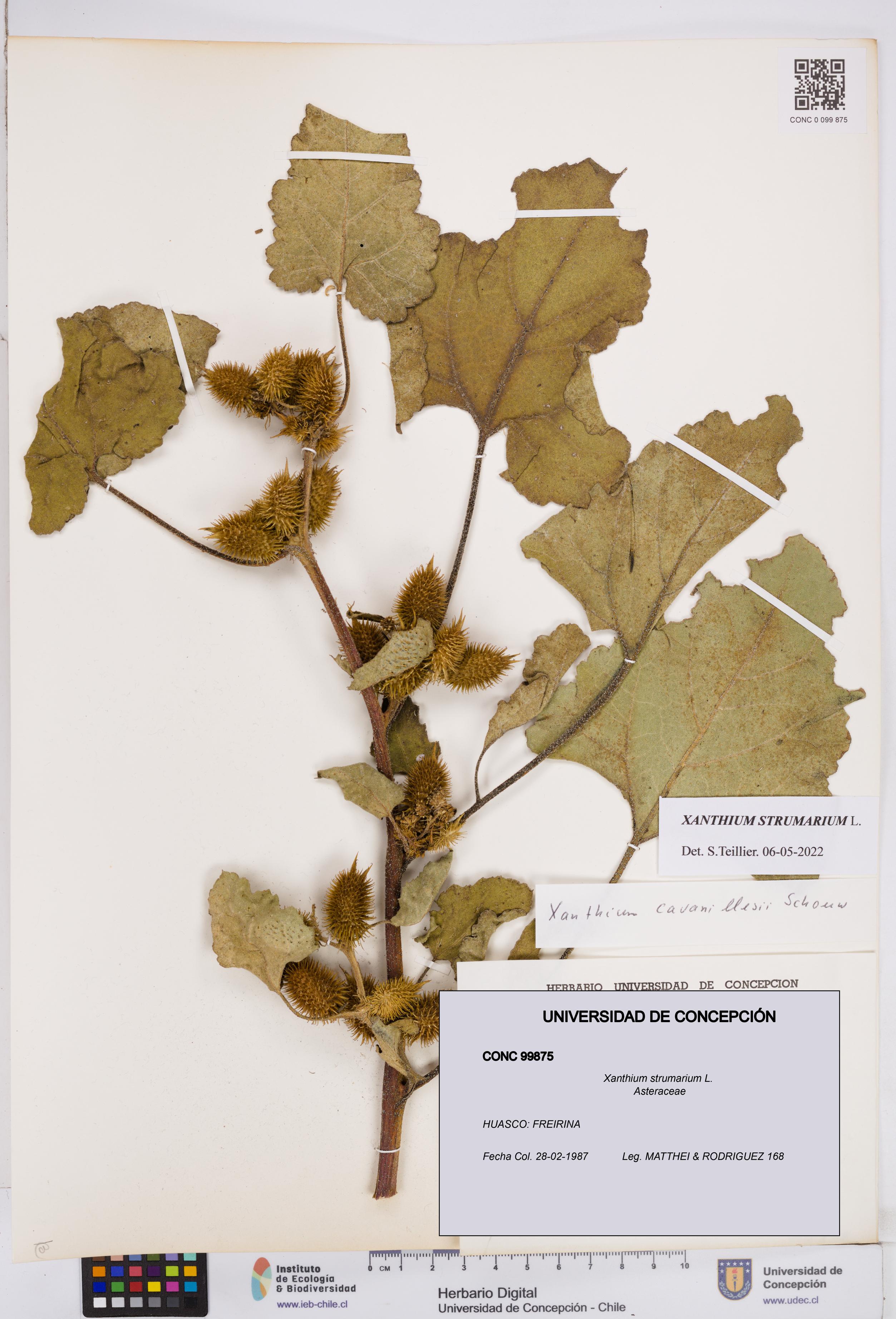 Xanthium strumarium [Espécimen: ]