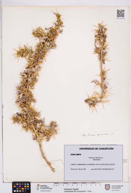 Xanthium spinosum [Espécimen: ]
