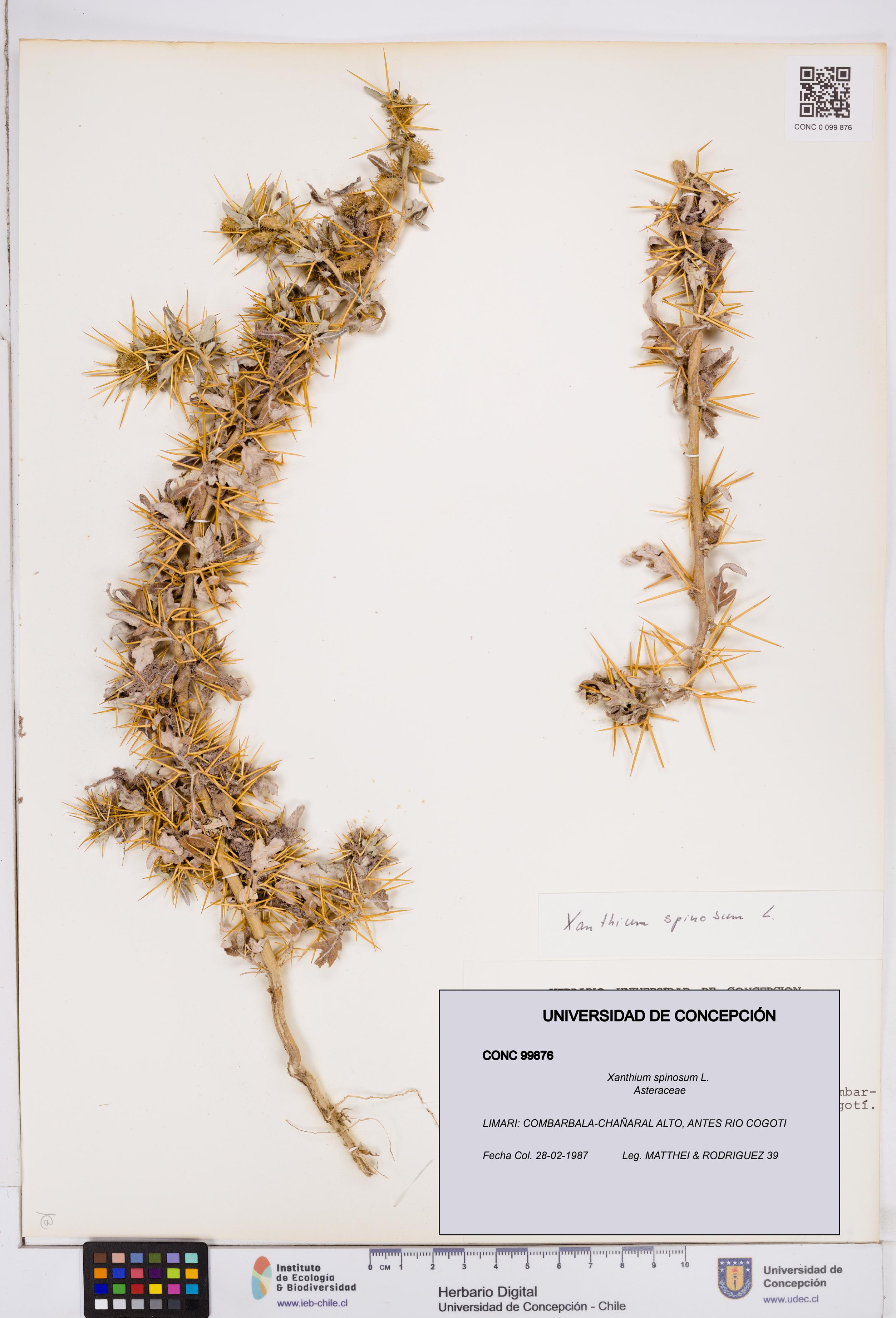 Xanthium spinosum [Espécimen: ]