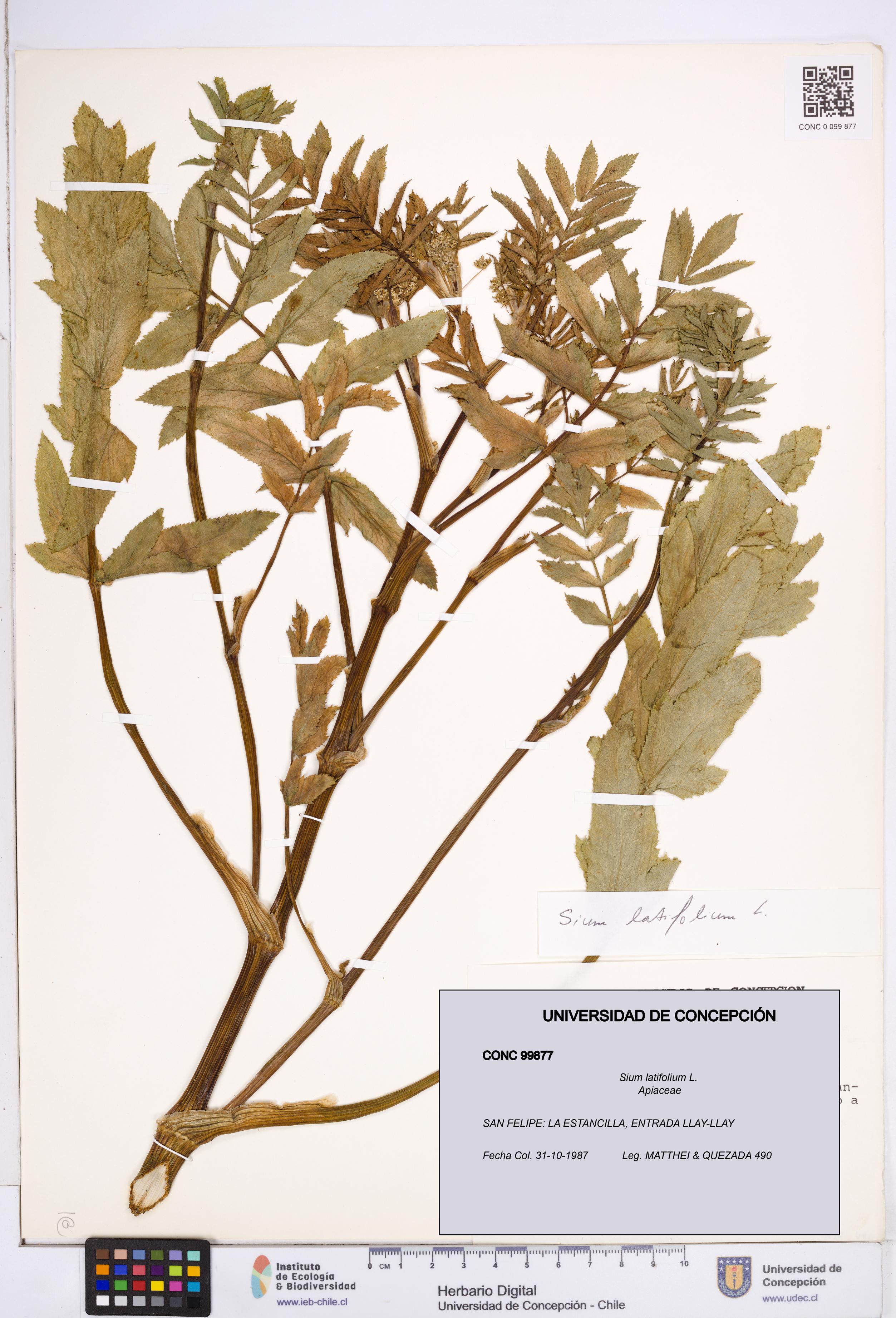 Sium latifolium [Espécimen: ]