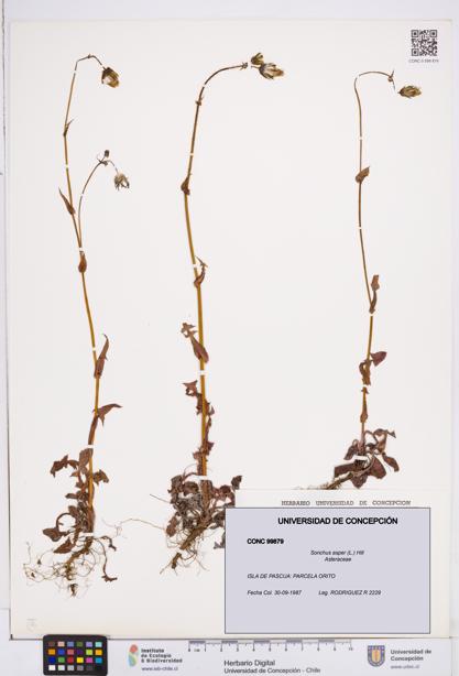 Sonchus asper [Espécimen: ]