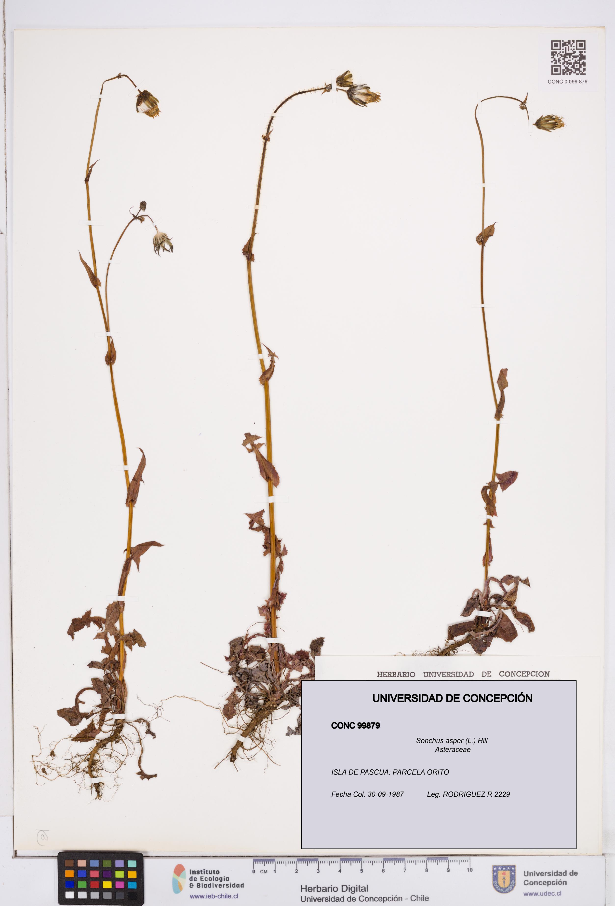 Sonchus asper [Espécimen: ]