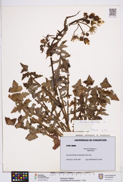 Sonchus oleraceus [Espécimen: ]