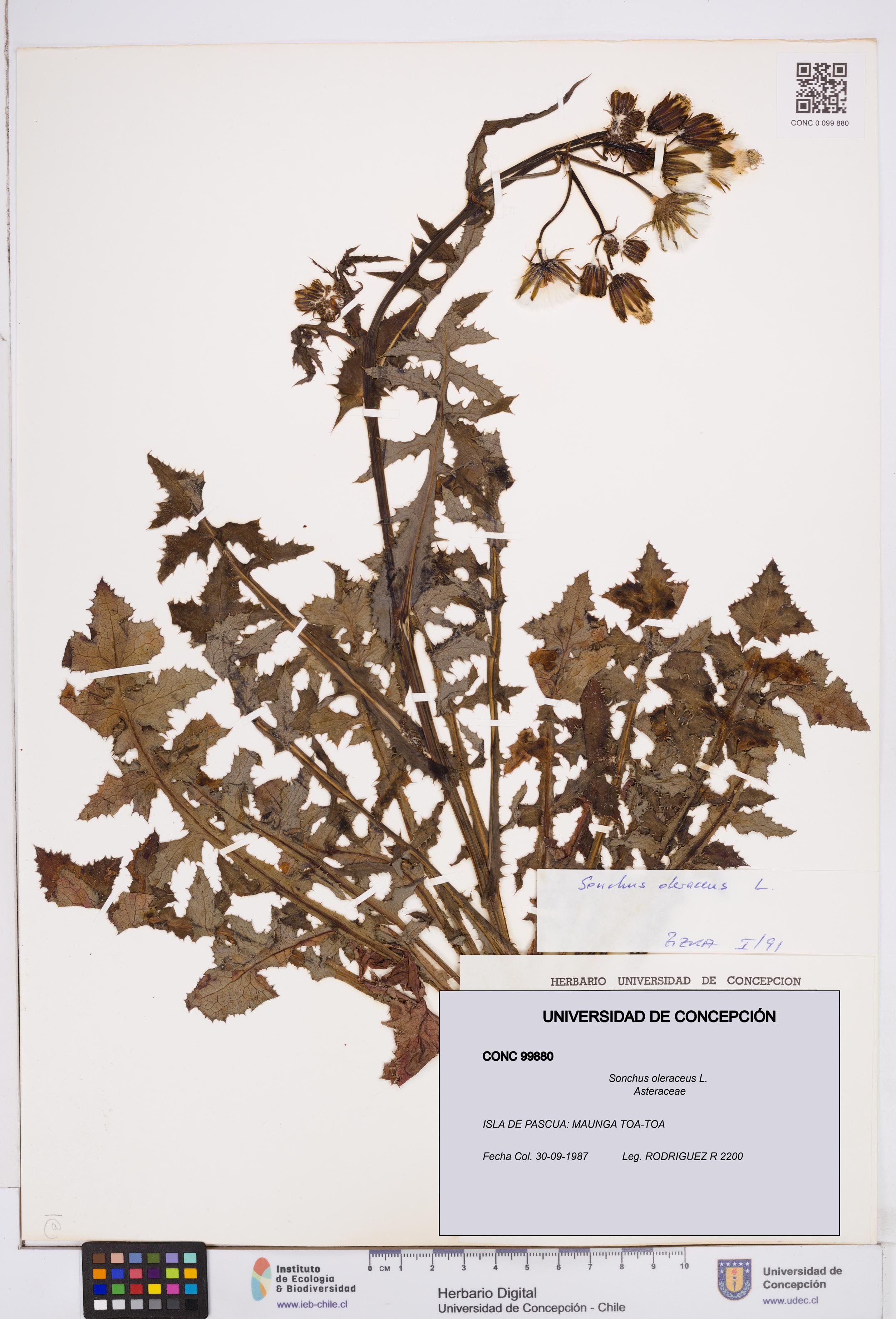 Sonchus oleraceus [Espécimen: ]