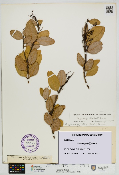 Cryptocarya alba [Espécimen: UDEC:CONC:0099905]