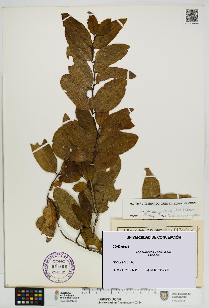 Cryptocarya alba [Espécimen: UDEC:CONC:0099906]