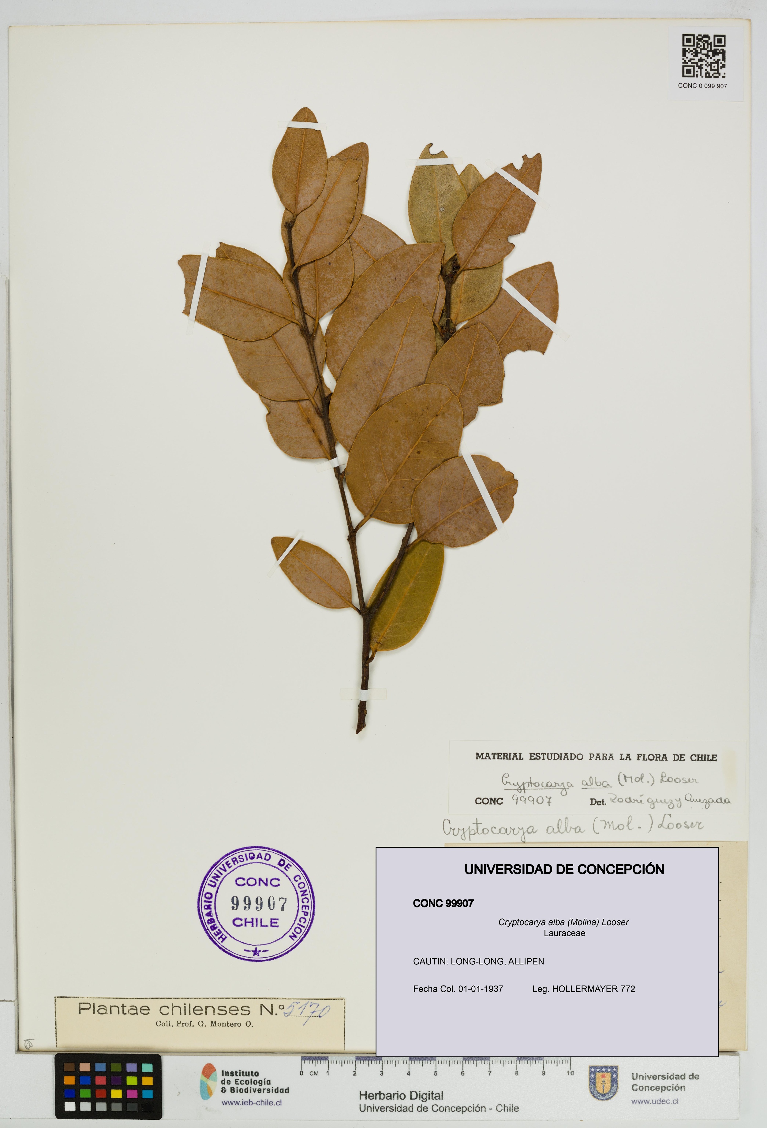 Cryptocarya alba [Espécimen: UDEC:CONC:0099907]