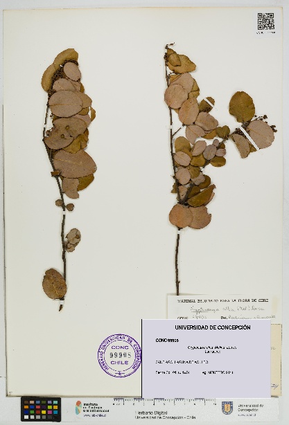 Cryptocarya alba [Espécimen: UDEC:CONC:0099908]