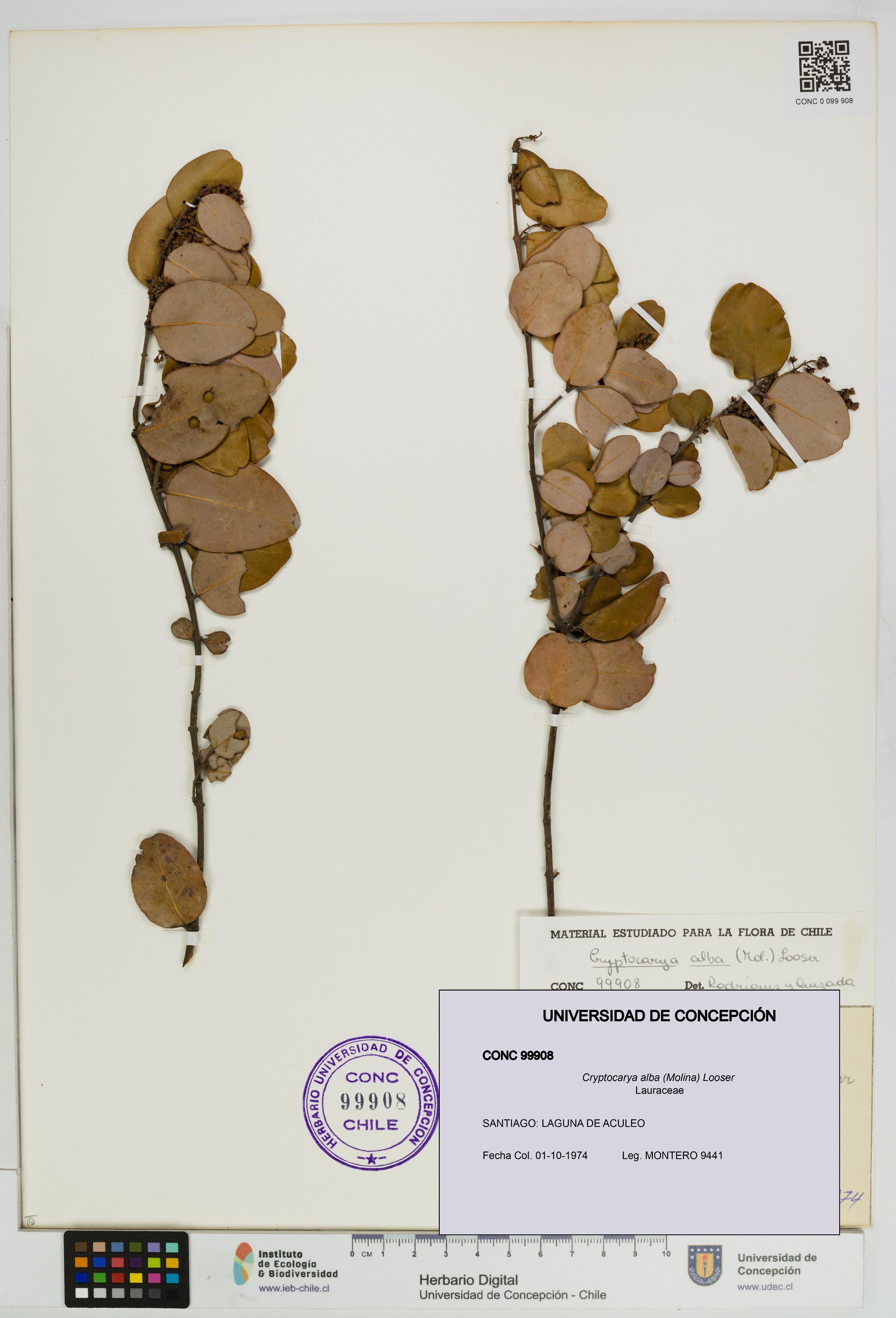 Cryptocarya alba [Espécimen: UDEC:CONC:0099908]