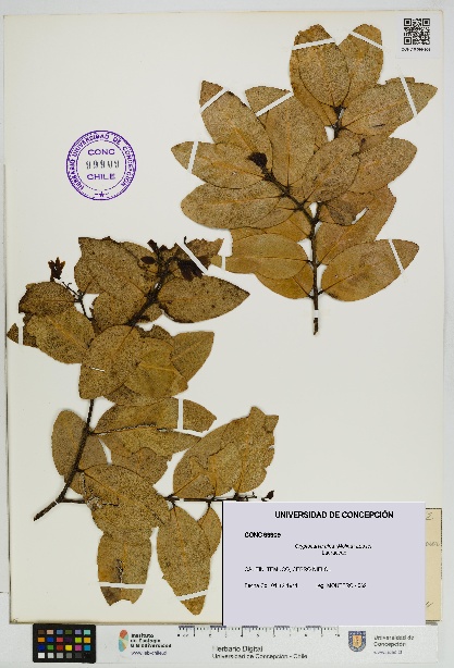 Cryptocarya alba [Espécimen: UDEC:CONC:0099909]