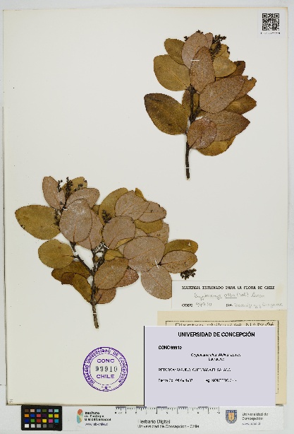 Cryptocarya alba [Espécimen: UDEC:CONC:0099910]