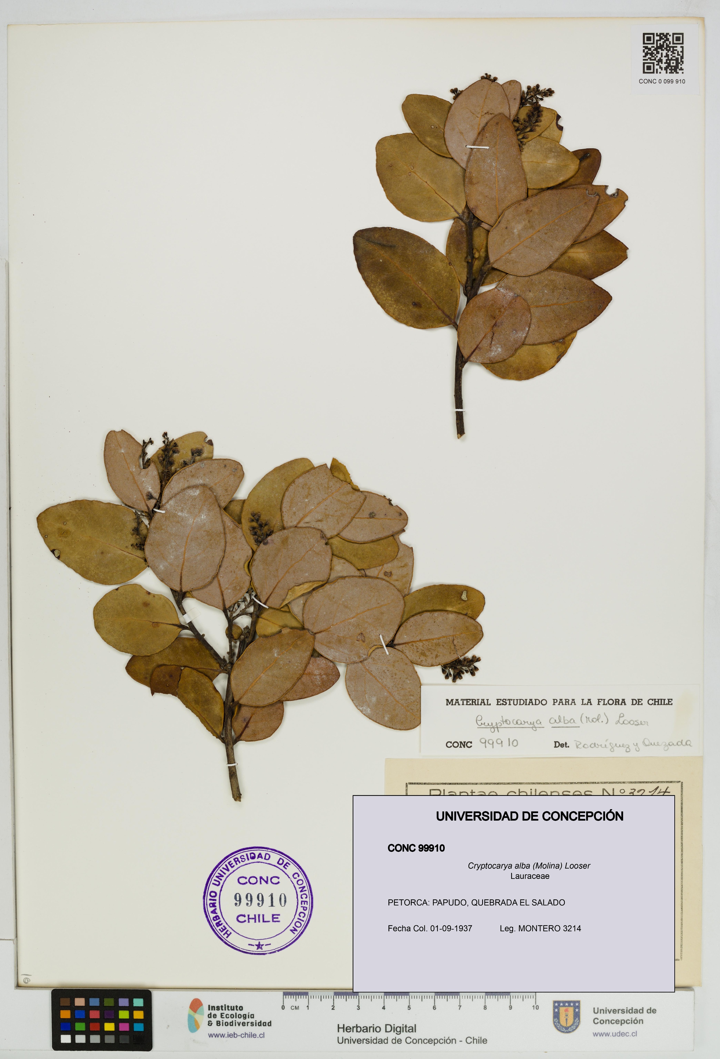 Cryptocarya alba [Espécimen: UDEC:CONC:0099910]
