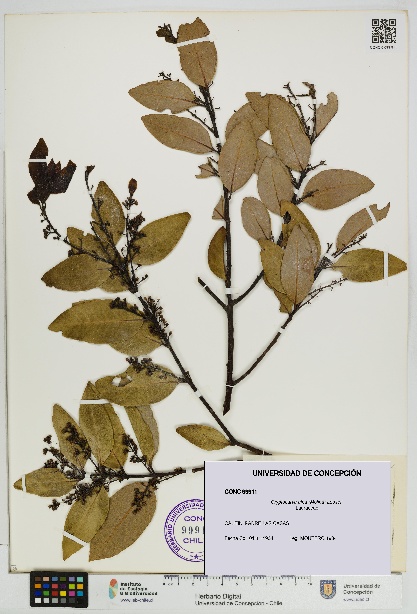 Cryptocarya alba [Espécimen: UDEC:CONC:0099911]