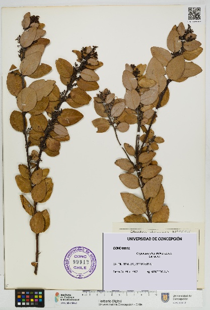 Cryptocarya alba [Espécimen: UDEC:CONC:0099912]