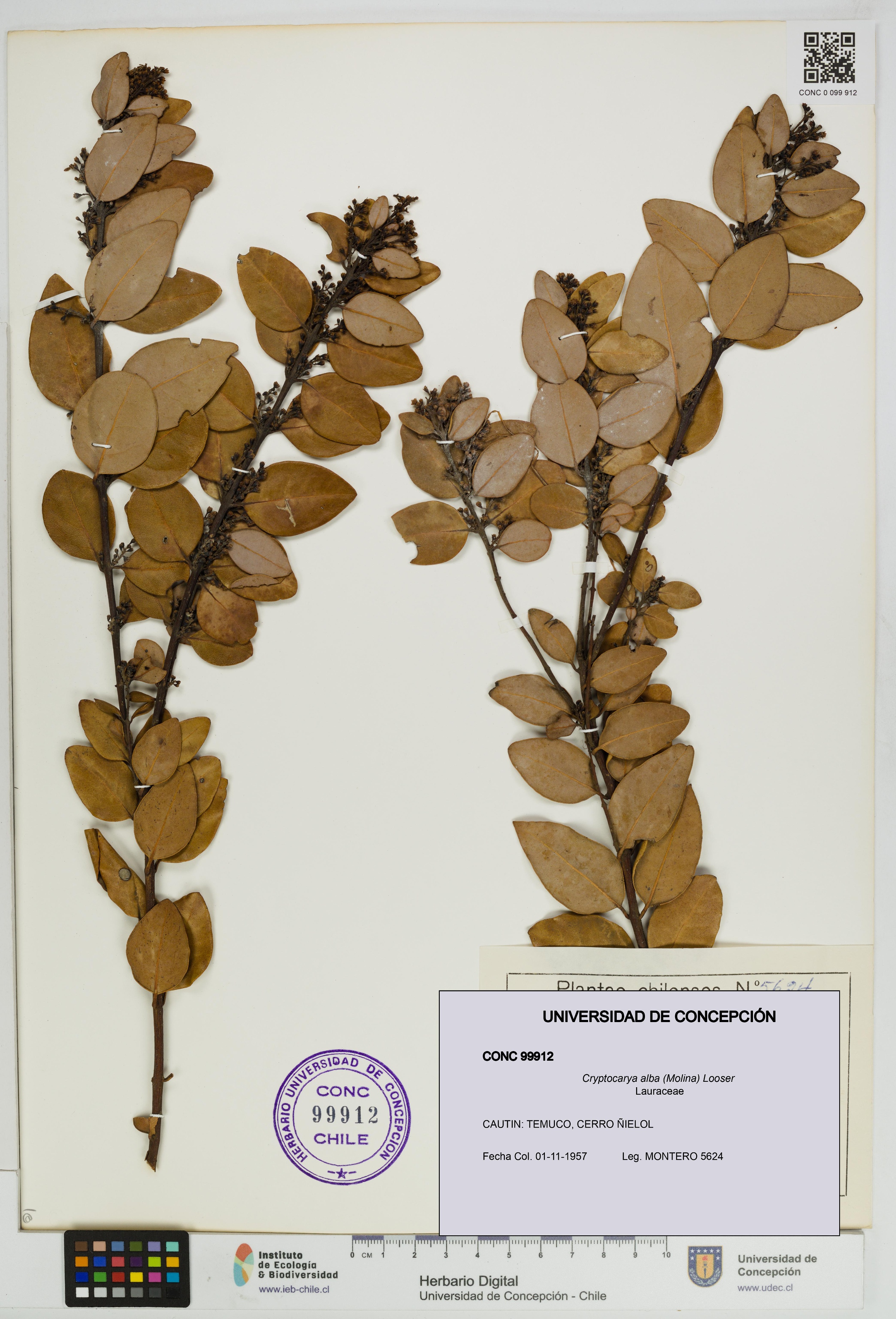 Cryptocarya alba [Espécimen: UDEC:CONC:0099912]