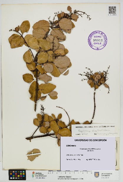 Cryptocarya alba [Espécimen: UDEC:CONC:0099913]