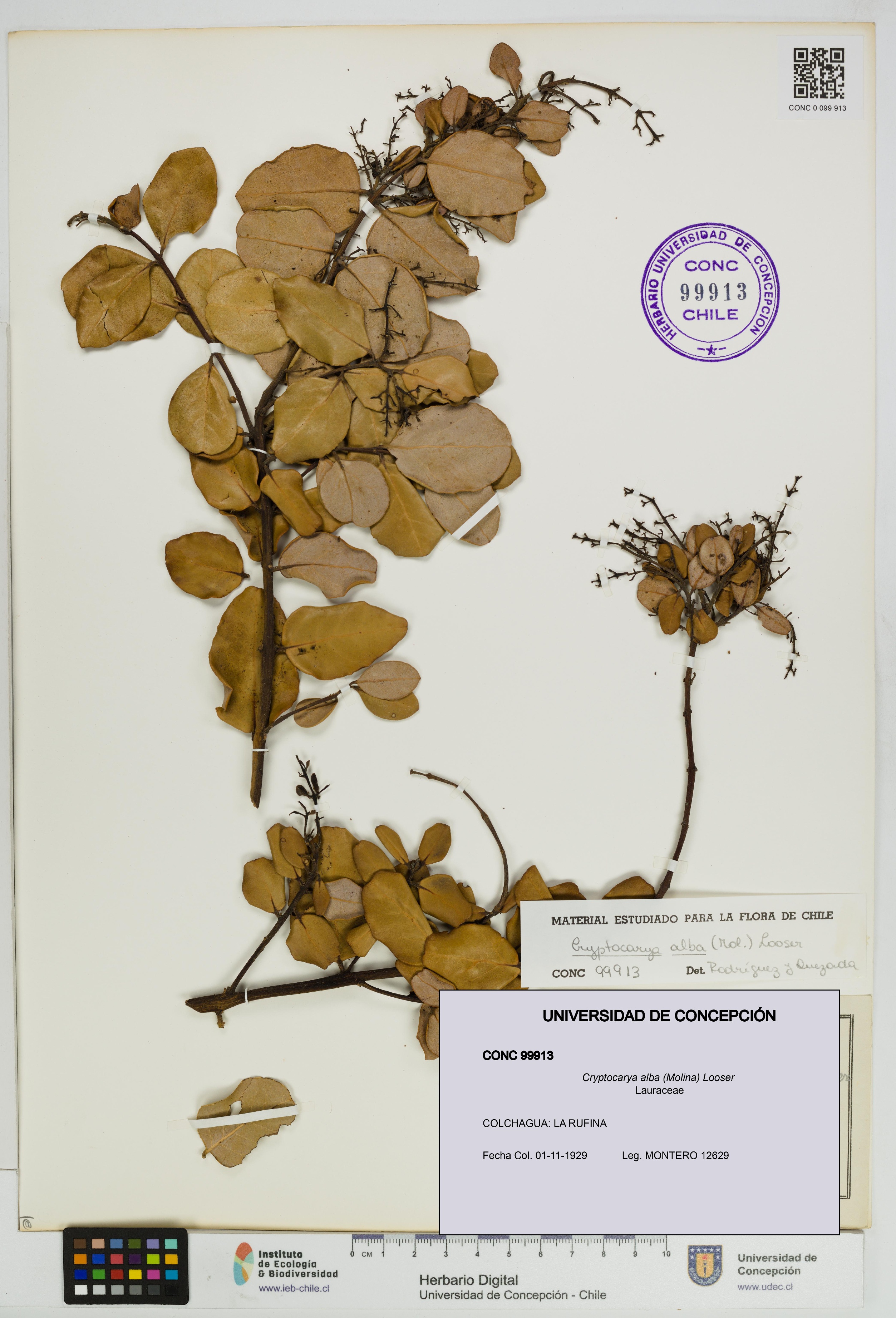 Cryptocarya alba [Espécimen: UDEC:CONC:0099913]