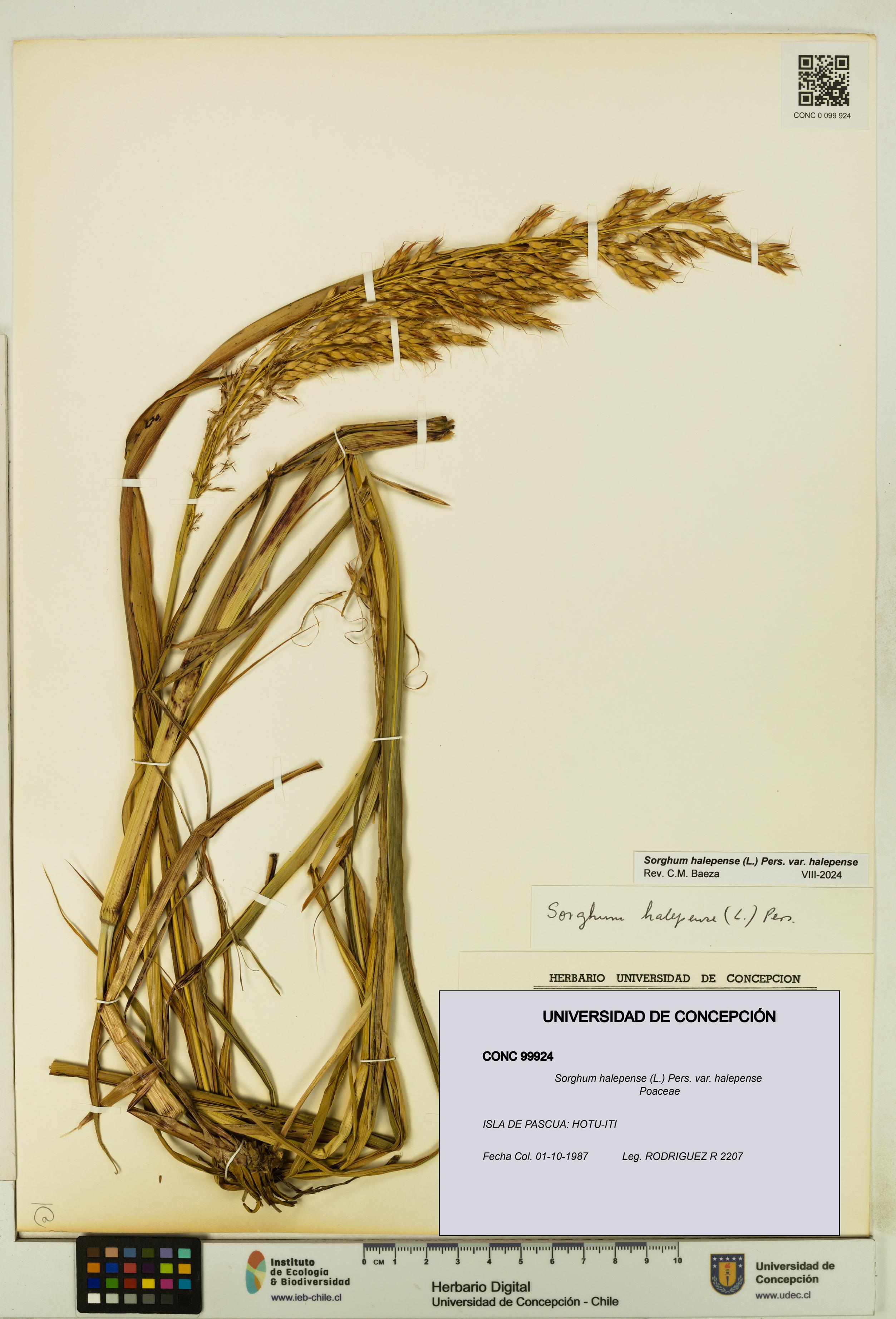 Sorghum halepense var. halepense [Espécimen: UDEC:CONC:0099924]