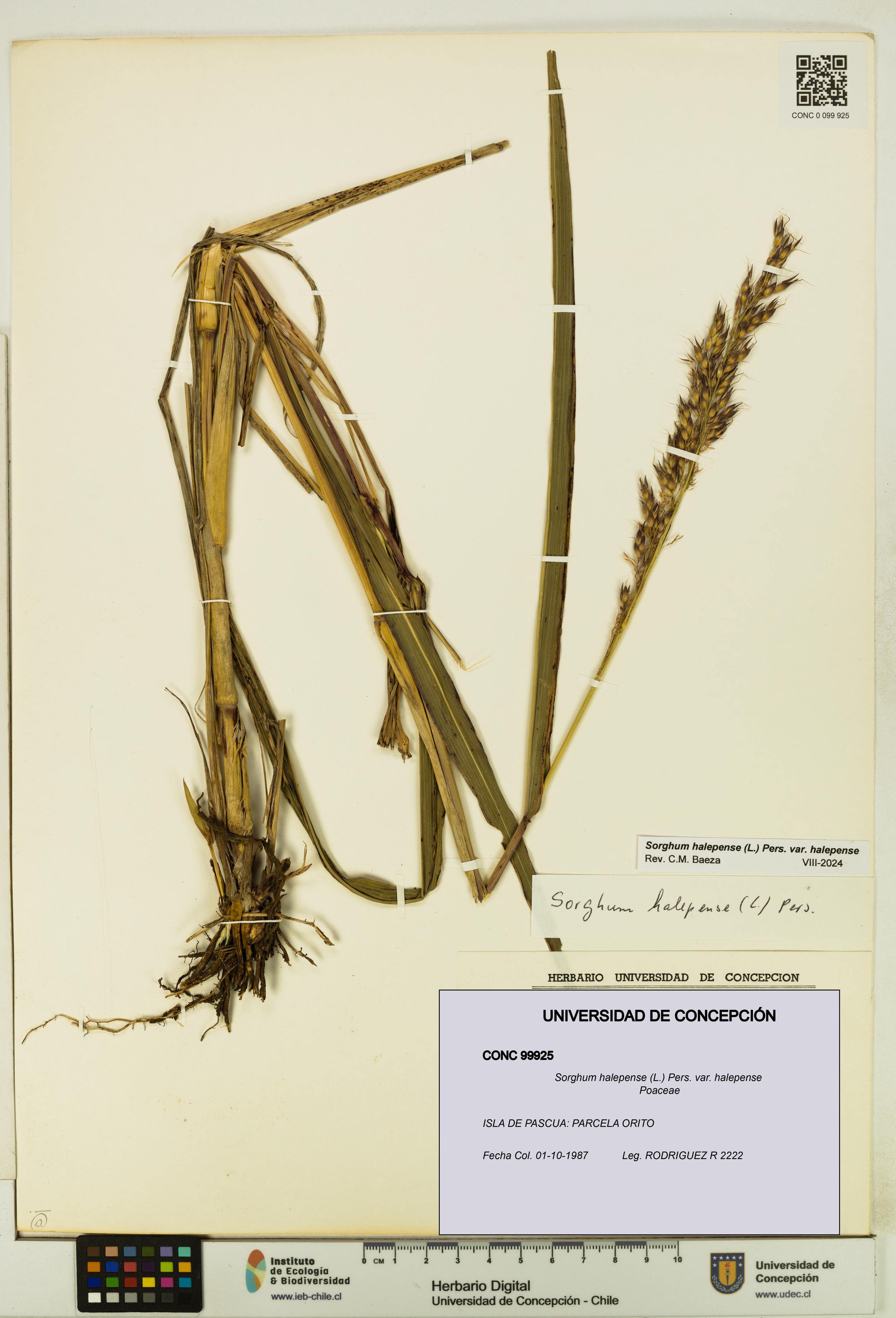 Sorghum halepense var. halepense [Espécimen: UDEC:CONC:0099925]