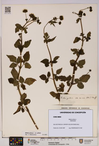 Bidens pilosa [Espécimen: UDEC:CONC:0099934]