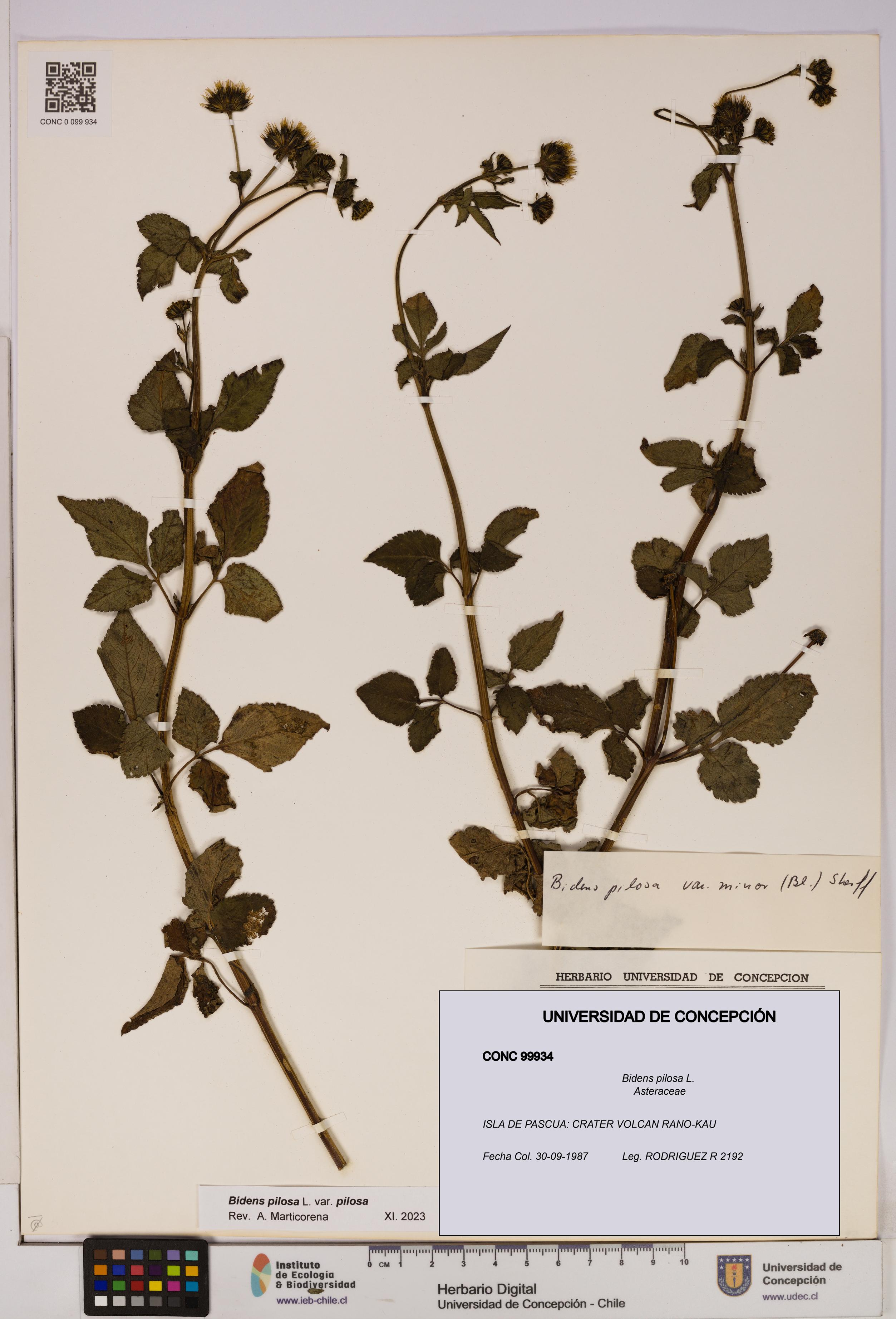 Bidens pilosa [Espécimen: UDEC:CONC:0099934]
