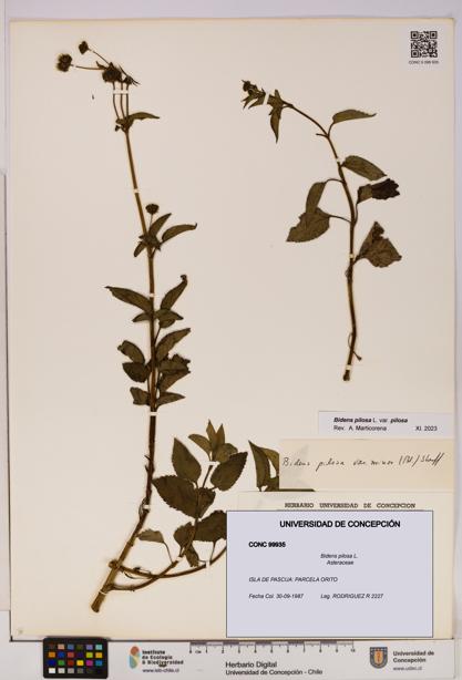 Bidens pilosa [Espécimen: UDEC:CONC:0099935]