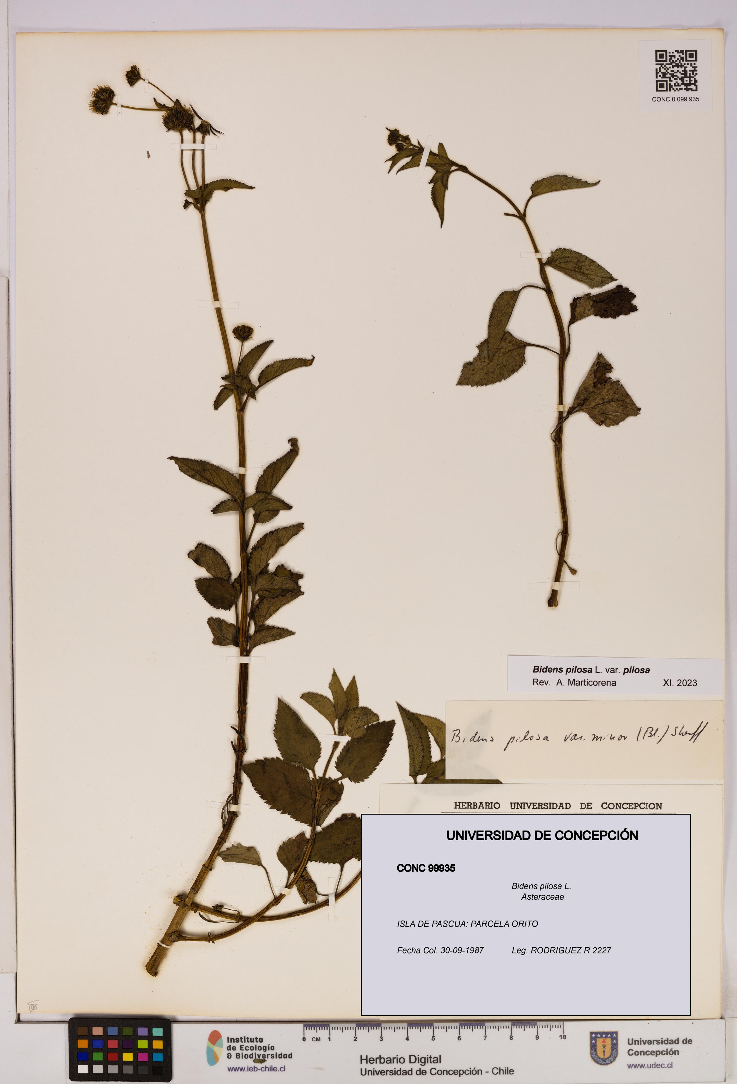 Bidens pilosa [Espécimen: UDEC:CONC:0099935]
