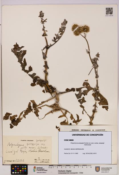 Polyachyrus poeppigii [Espécimen: UDEC:CONC:0099936]