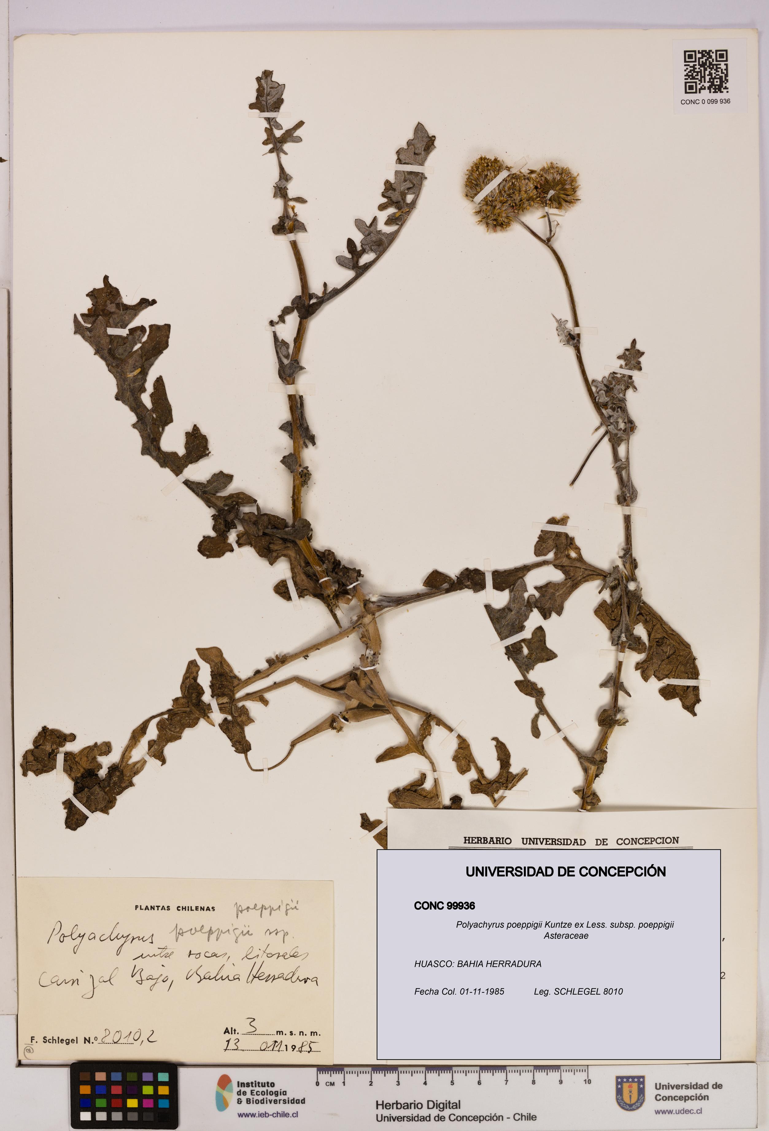 Polyachyrus poeppigii [Espécimen: UDEC:CONC:0099936]