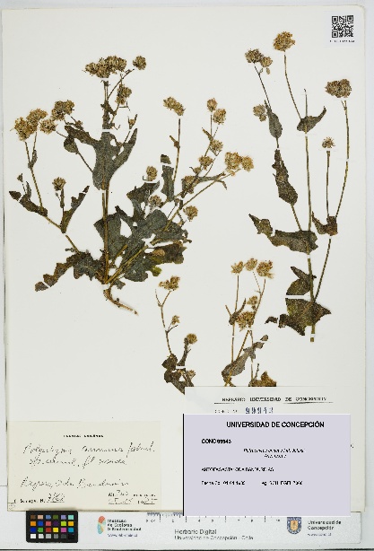 Polyachyrus annuus [Espécimen: UDEC:CONC:0099943]