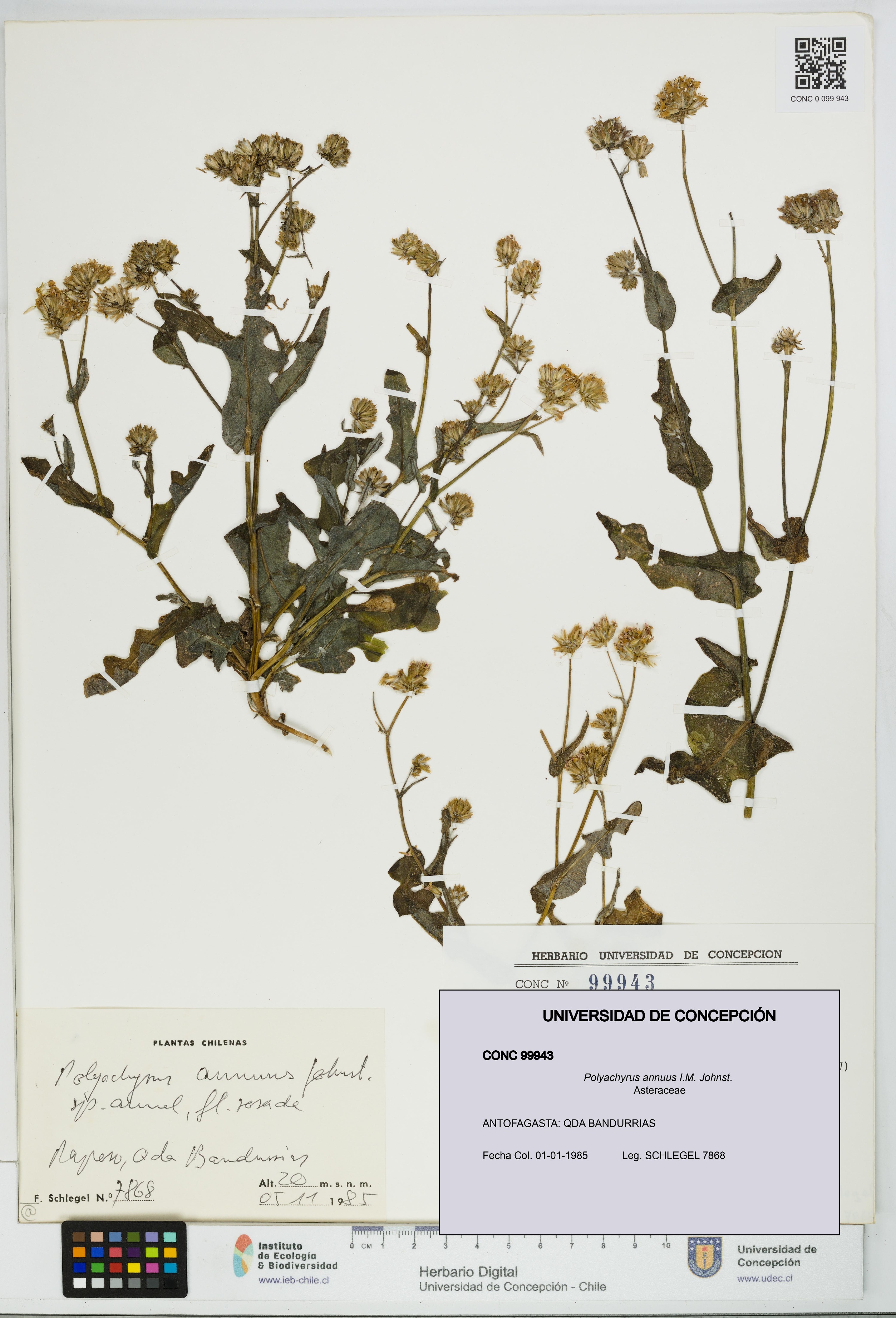 Polyachyrus annuus [Espécimen: UDEC:CONC:0099943]