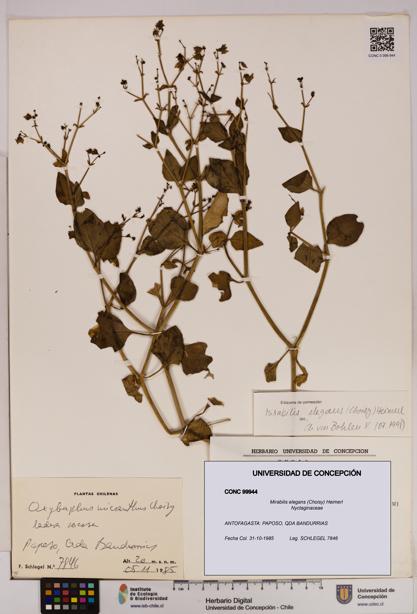 Mirabilis elegans [Espécimen: UDEC:CONC:0099944]