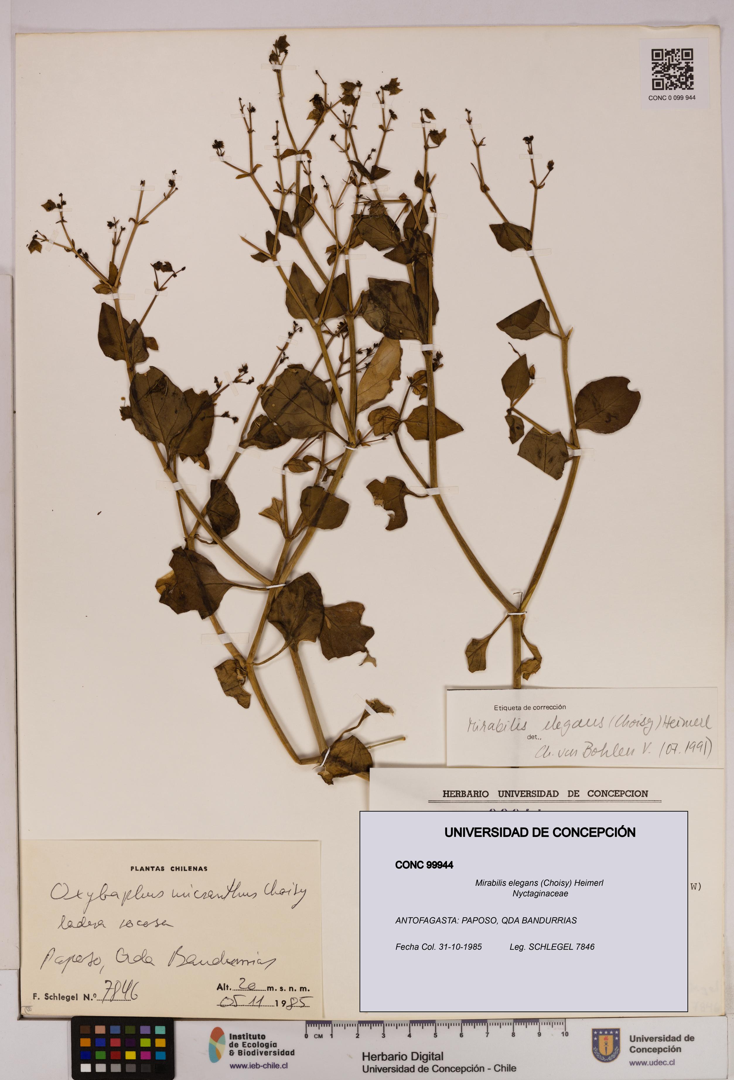 Mirabilis elegans [Espécimen: UDEC:CONC:0099944]