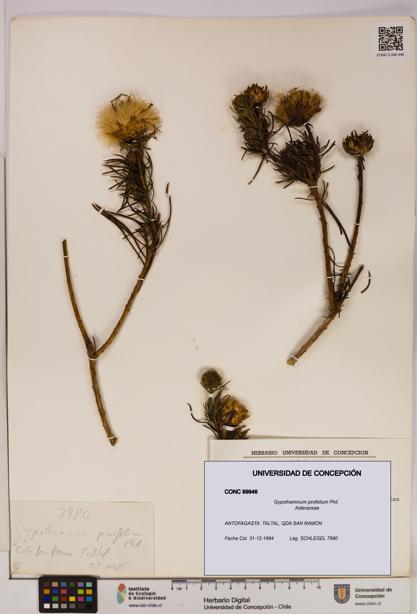 Gypothamnium pinifolium [Espécimen: UDEC:CONC:0099946]