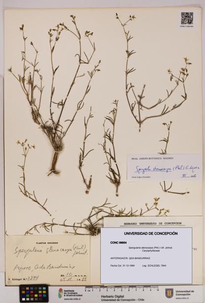 Spergularia stenocarpa [Espécimen: UDEC:CONC:0099954]