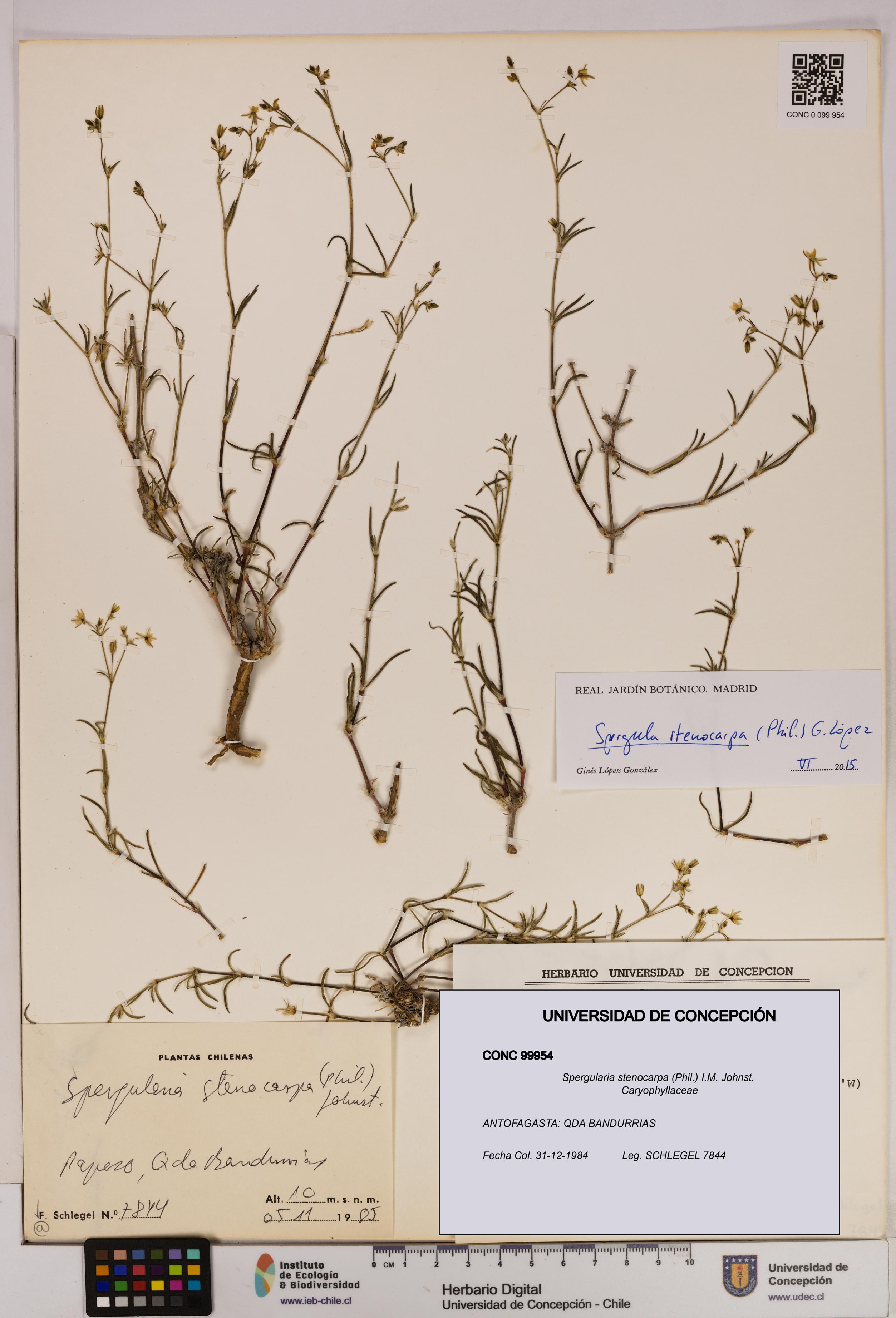Spergularia stenocarpa [Espécimen: UDEC:CONC:0099954]