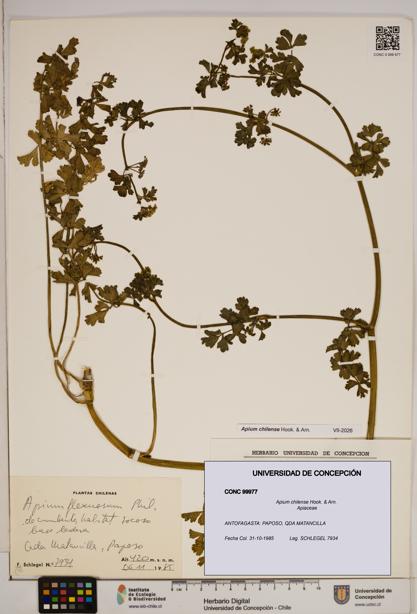 Apium chilense [Espécimen: ]