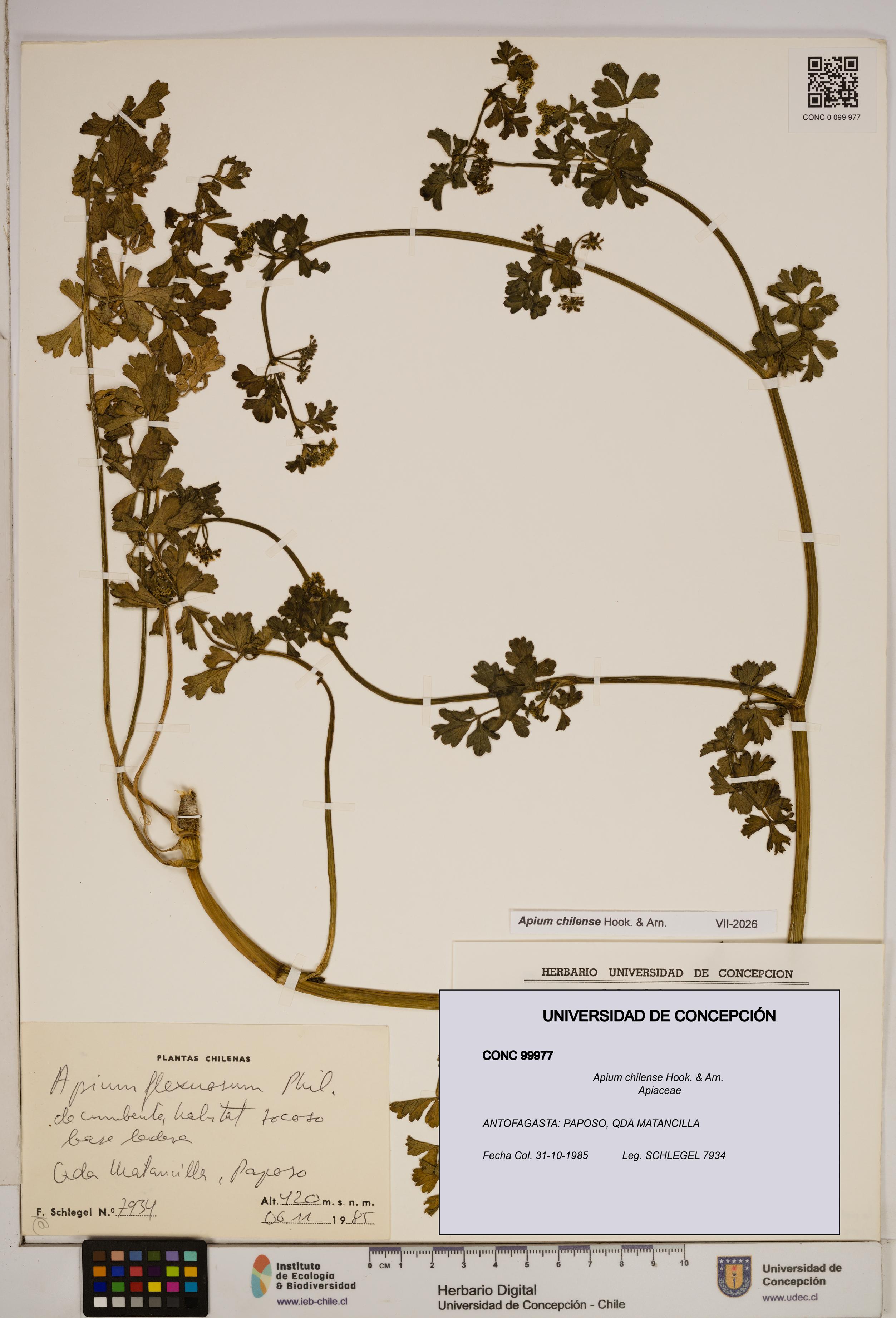 Apium chilense [Espécimen: ]