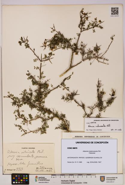 Adesmia melanocaulos [Espécimen: UDEC:CONC:0099979]