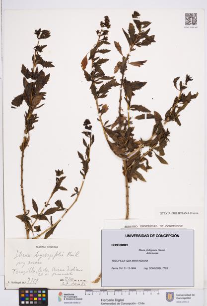 Stevia philippiana [Espécimen: ]