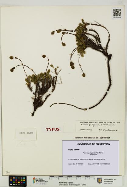 Acaena patagonica [Espécimen: UDEC:CONC:0100000]