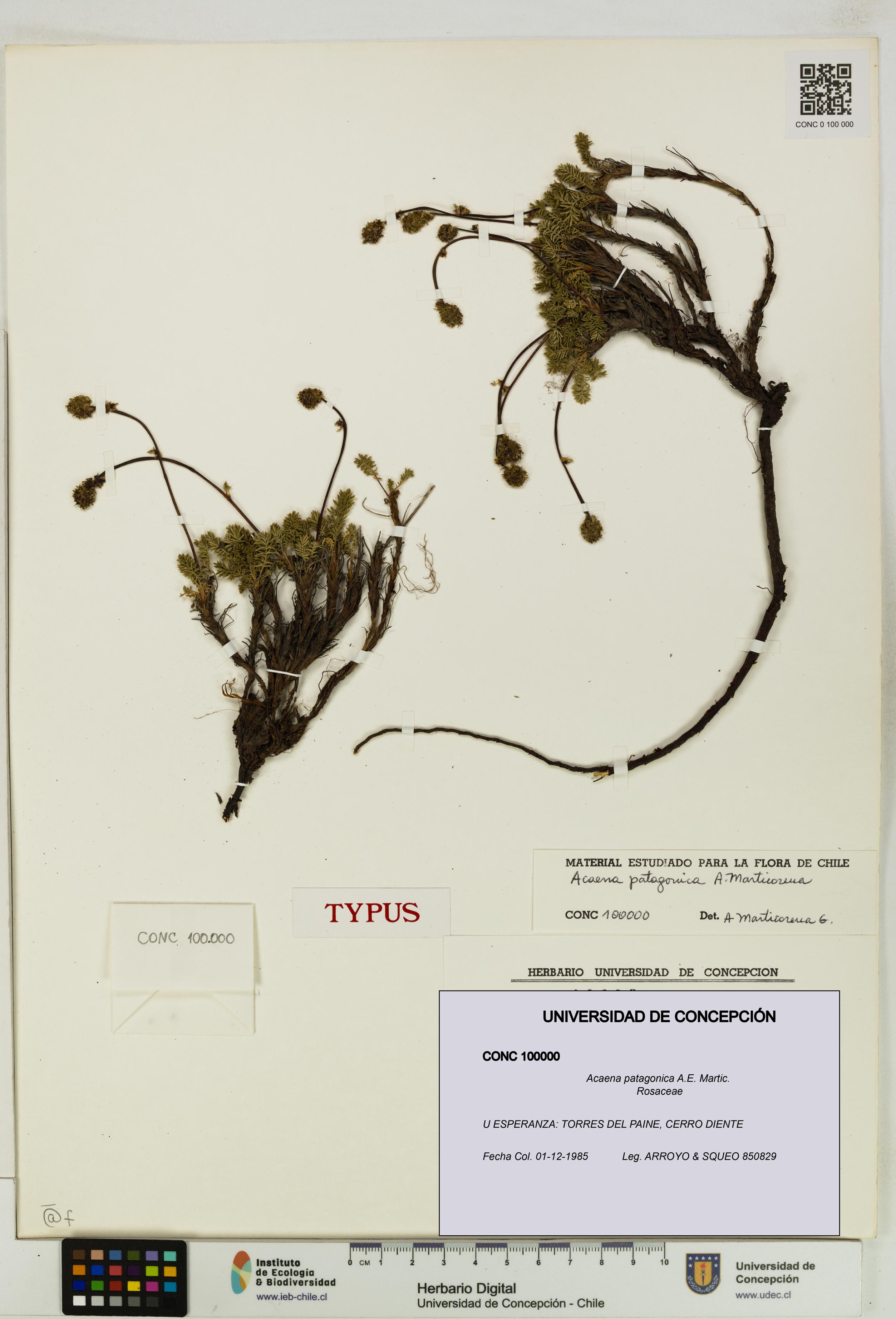 Acaena patagonica [Espécimen: UDEC:CONC:0100000]