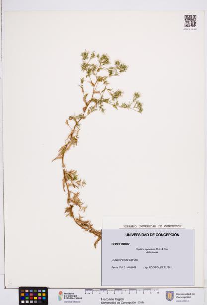 Triptilion spinosum [Espécimen: ]