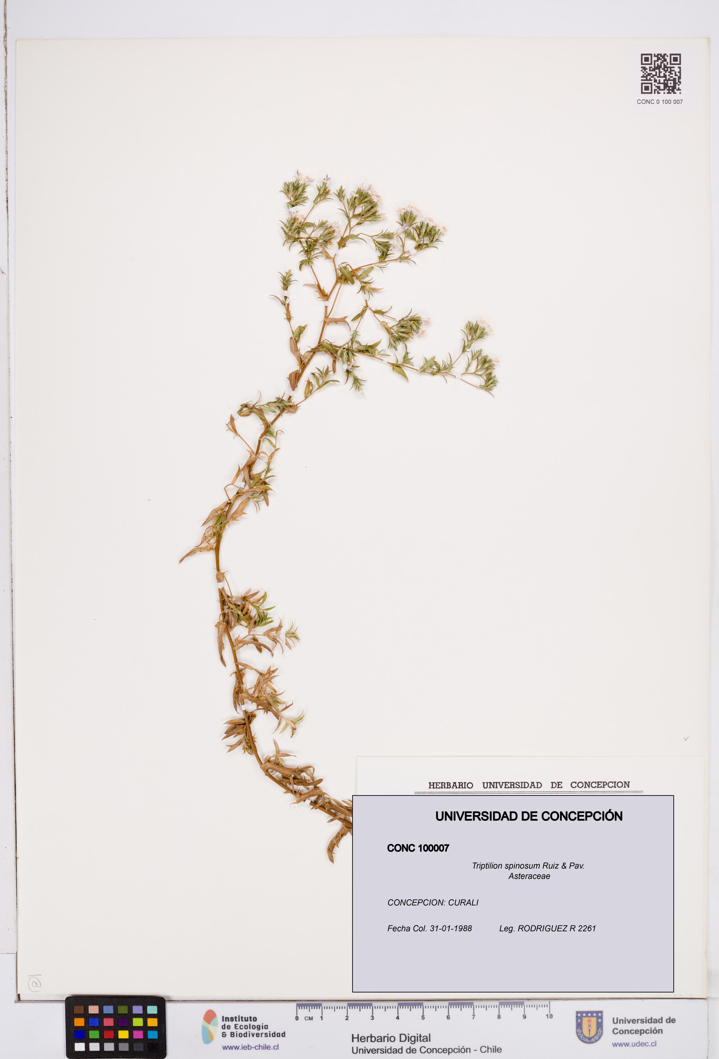 Triptilion spinosum [Espécimen: ]