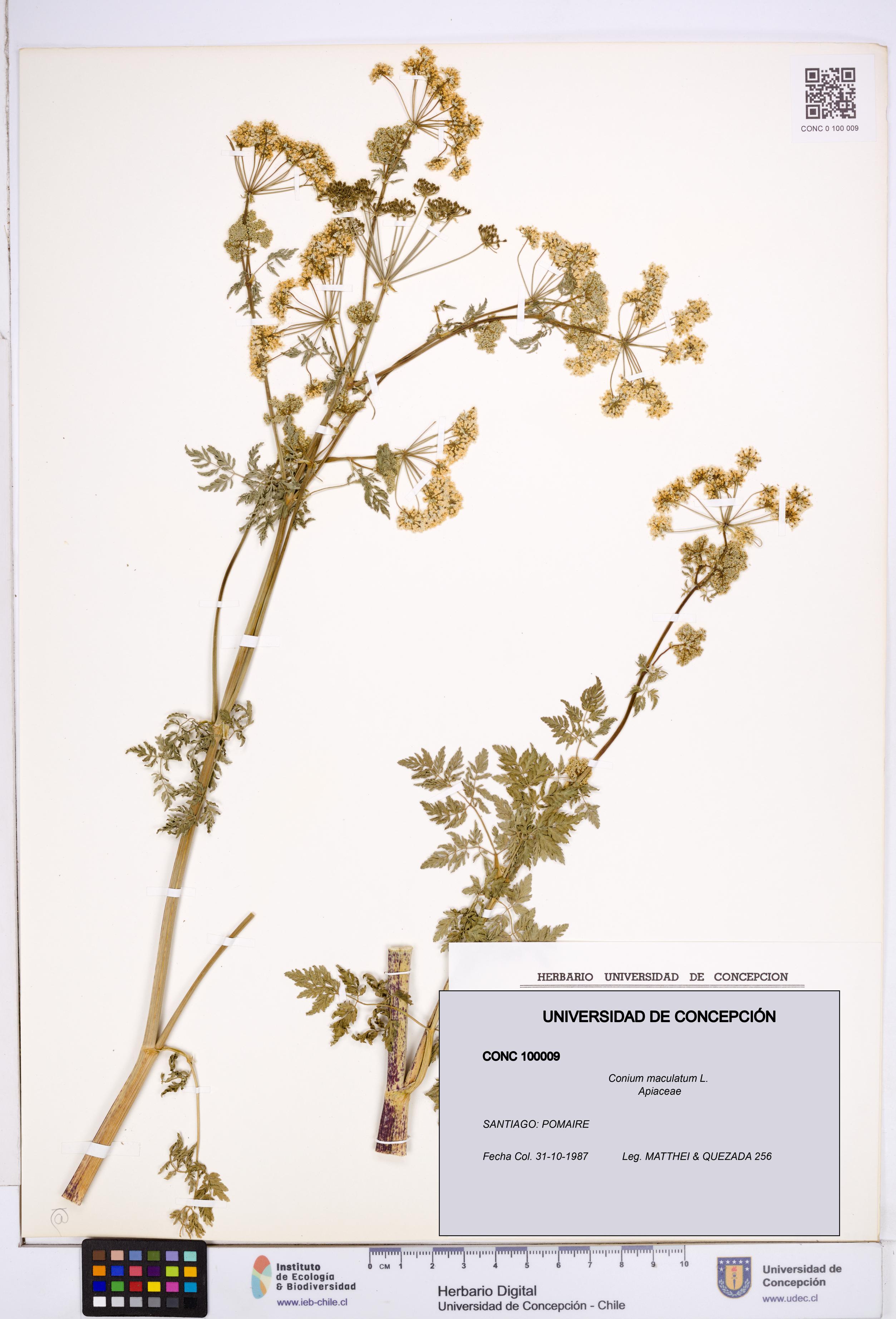 Conium maculatum [Espécimen: ]
