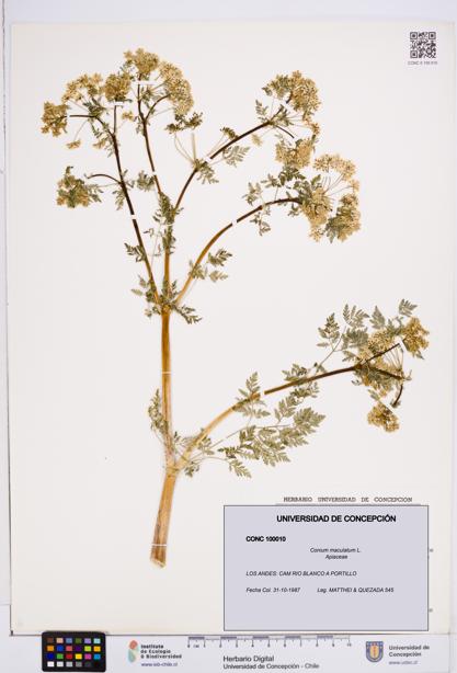 Conium maculatum [Espécimen: ]