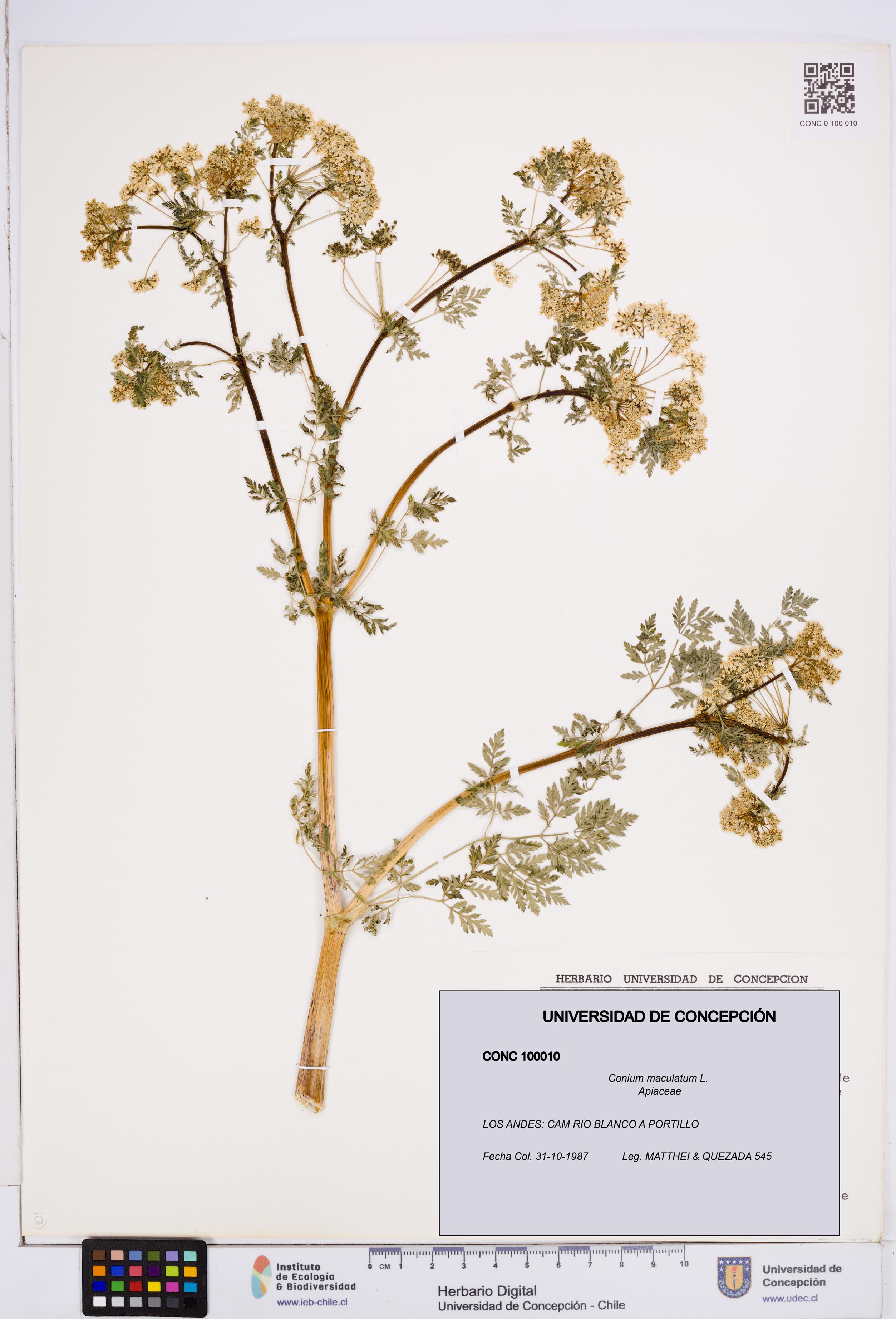 Conium maculatum [Espécimen: ]