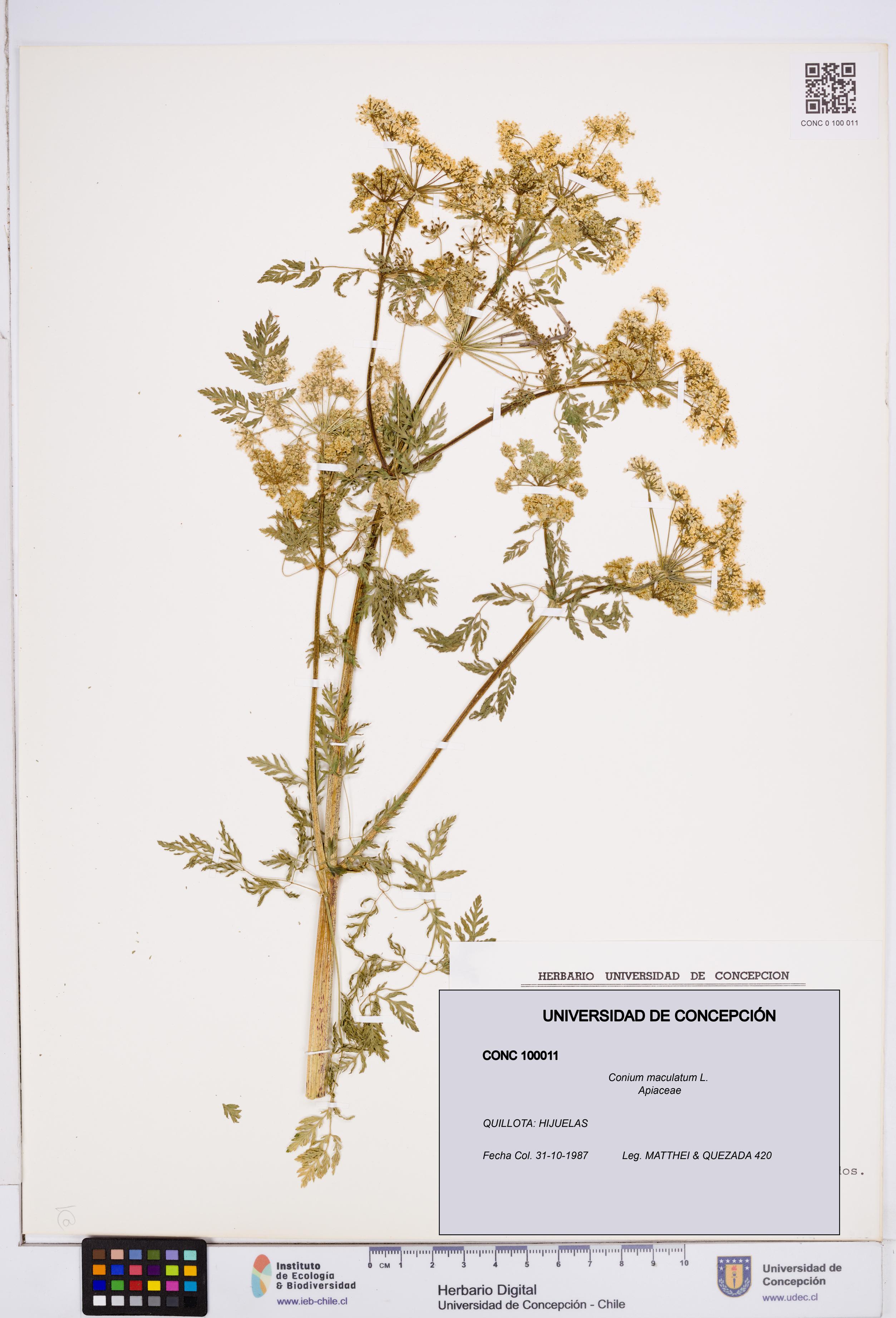 Conium maculatum [Espécimen: ]