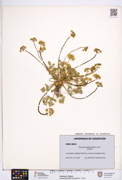Sanicula graveolens [Espécimen: ]