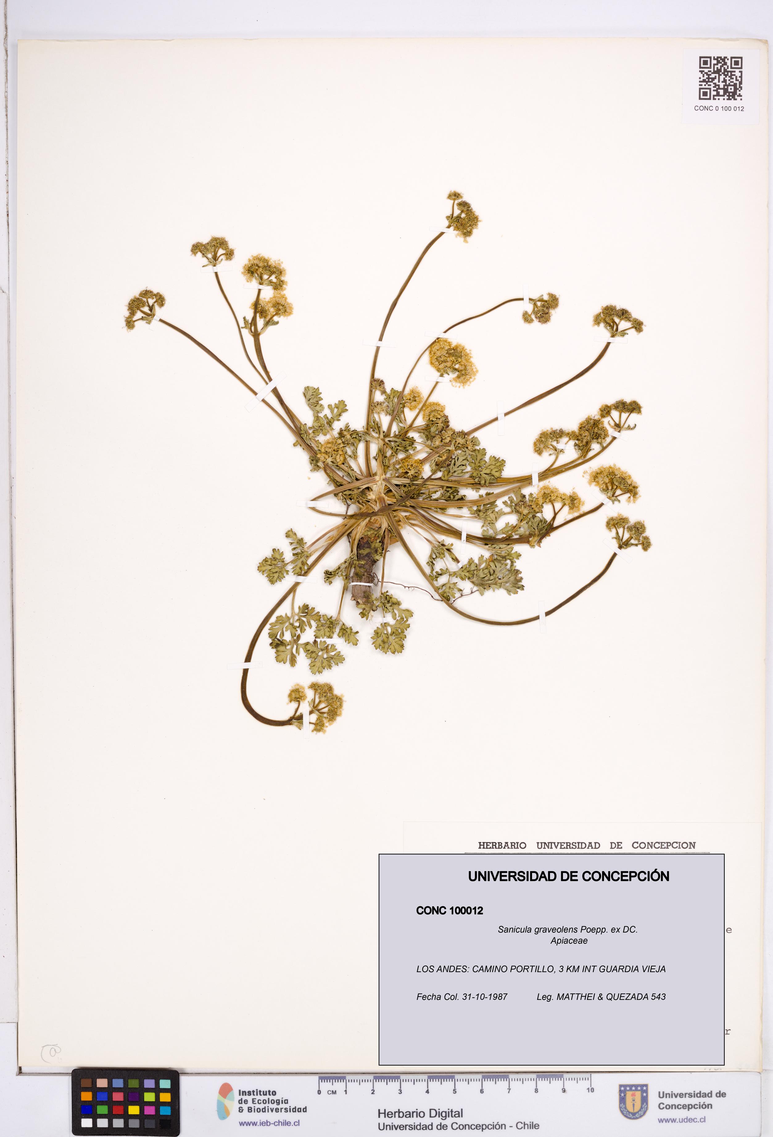 Sanicula graveolens [Espécimen: ]